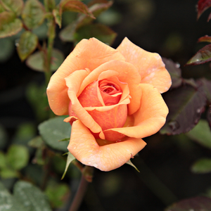 Ses fleurs rose à nuance marronnée donnent un aspect particulier.